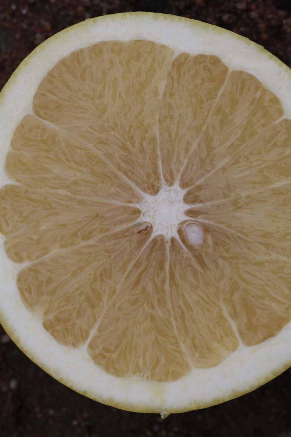            Fruit cross-section (Riverside, CA)   